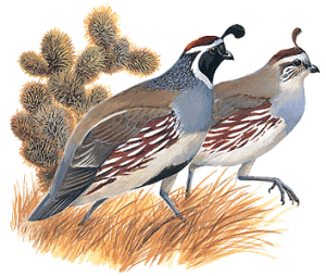 quail-info0